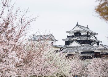 Castle view in spring surrounded by Sakura
